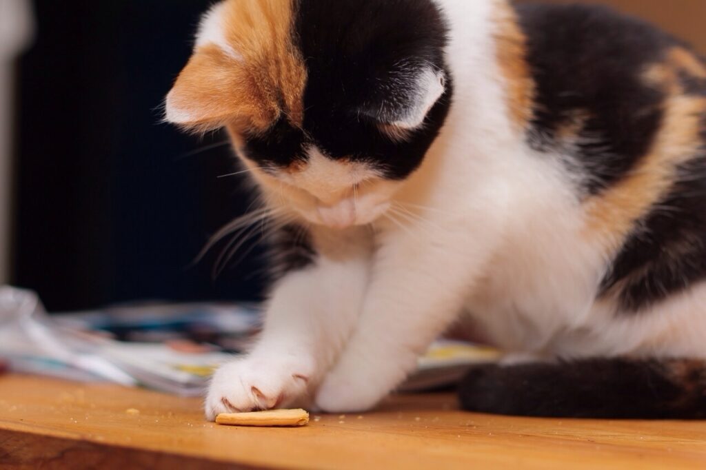 Galletas caseras para gatos