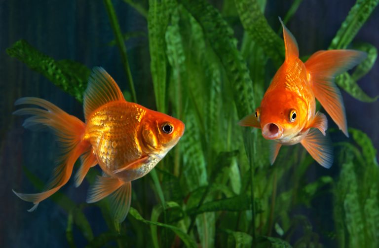 Goldfish | Tipos de peces | zooplus Magazine de peces