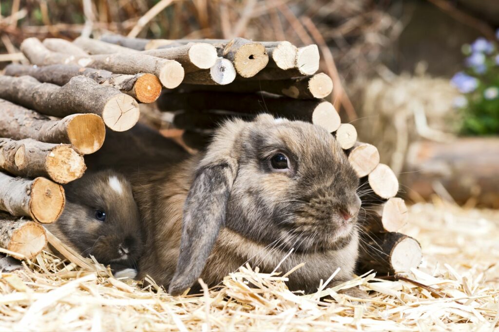 JUGUETES PARA CONEJOS 