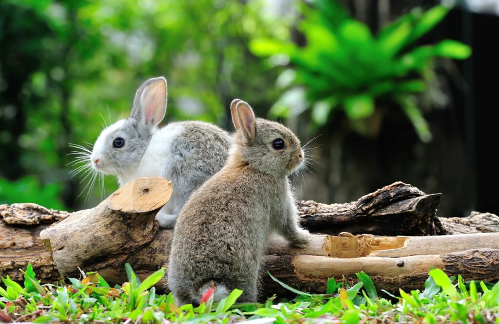 Juguetes para conejos