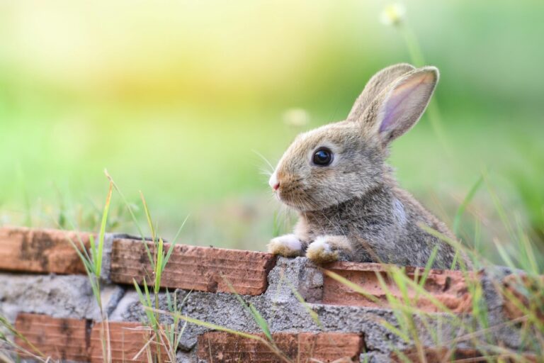 Juguetes para conejos