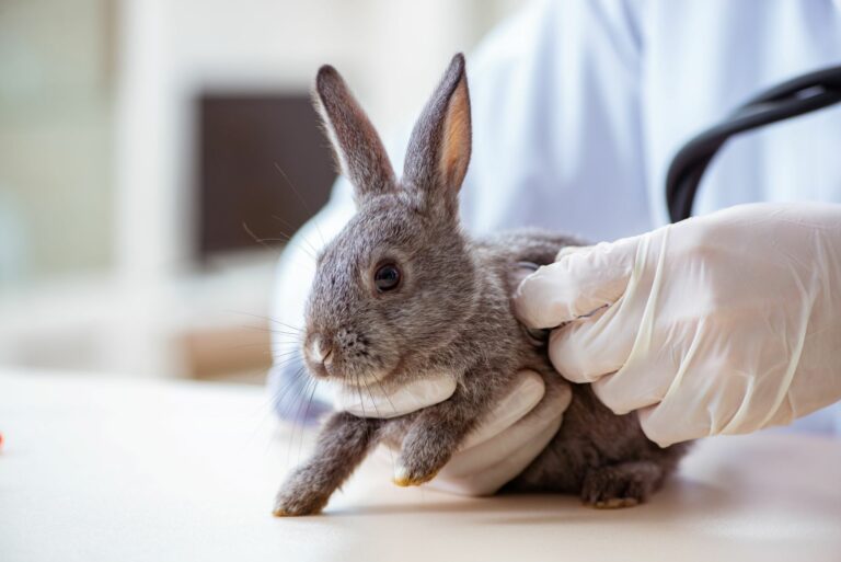 Mi conejo está resfriado Mi conejo está resfriado