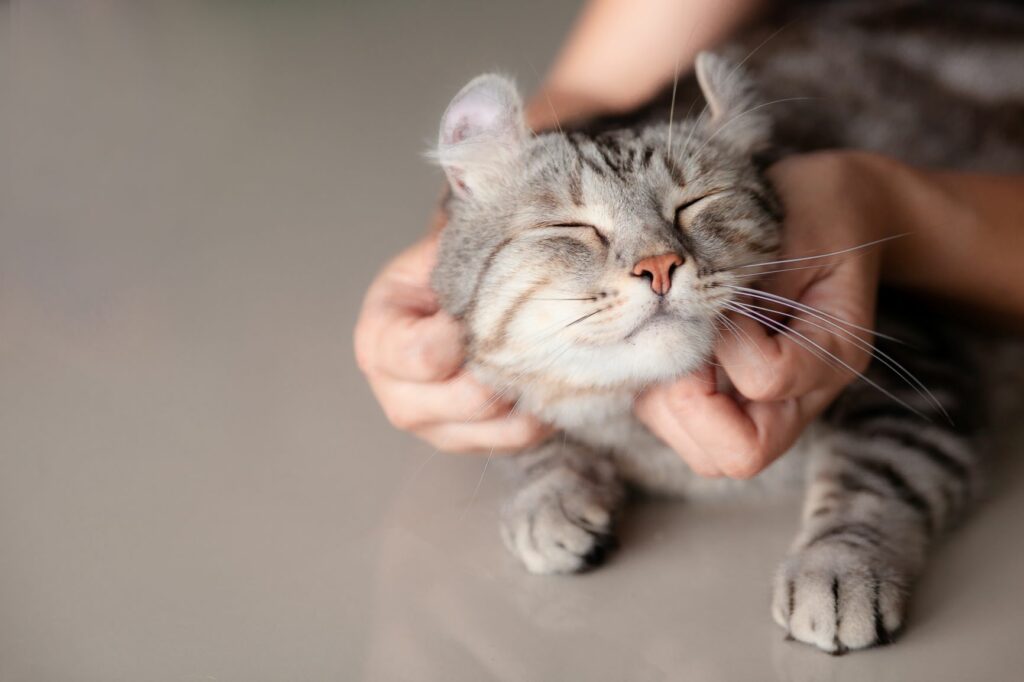 San Valentín para gatos