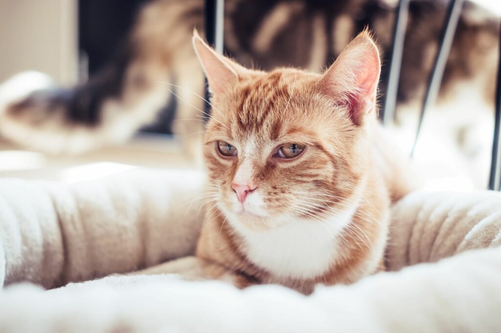 San Valentín para gatos