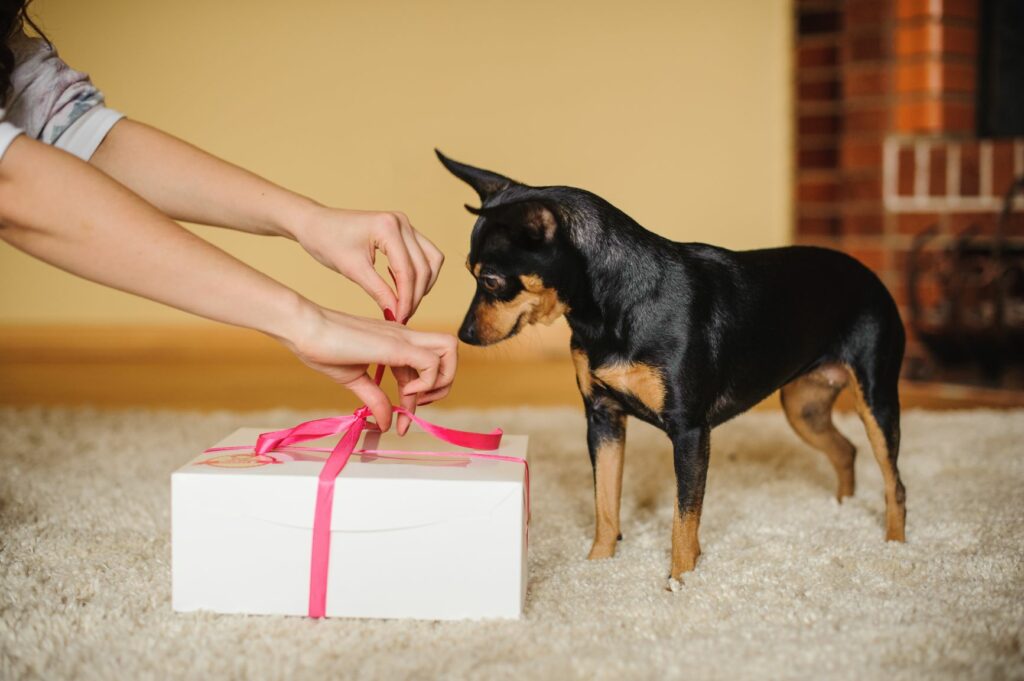 San Valentín para perros