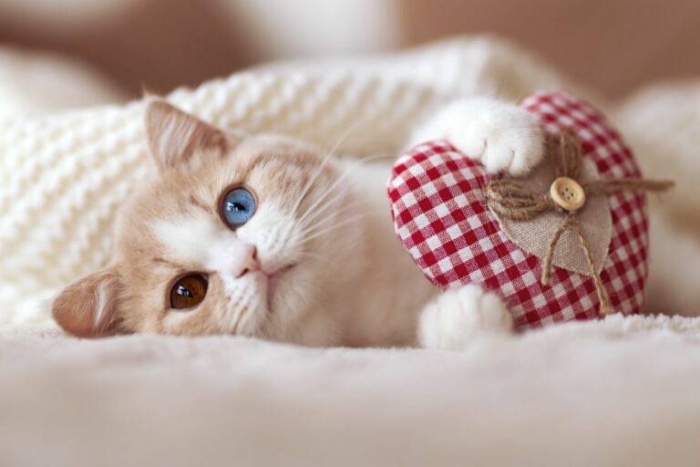 San Valentín para gatos