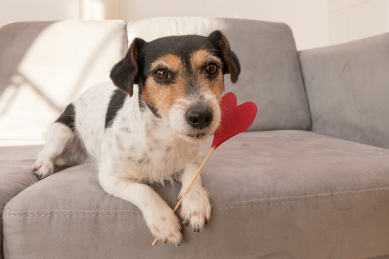 San Valentín para perros