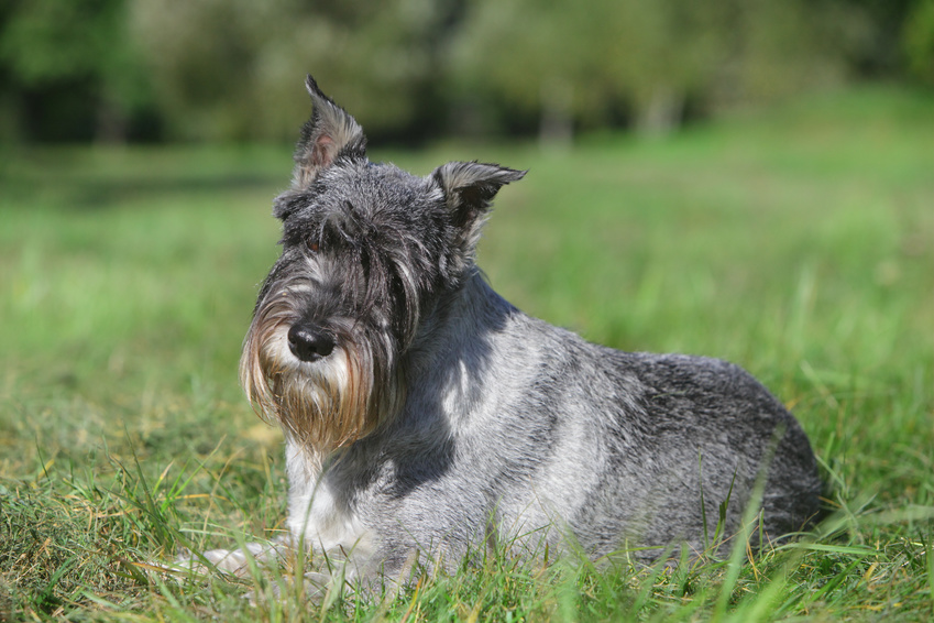 Schnauzer