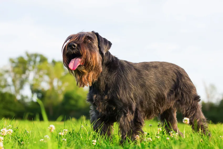 Schnauzer