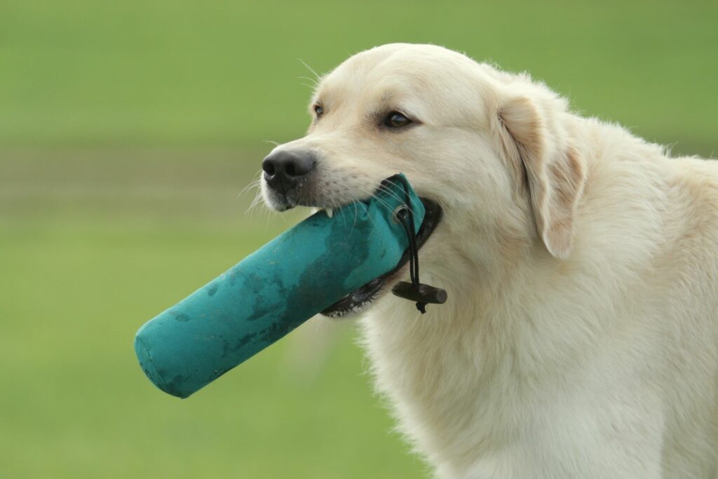 ansiedad por separación en perros