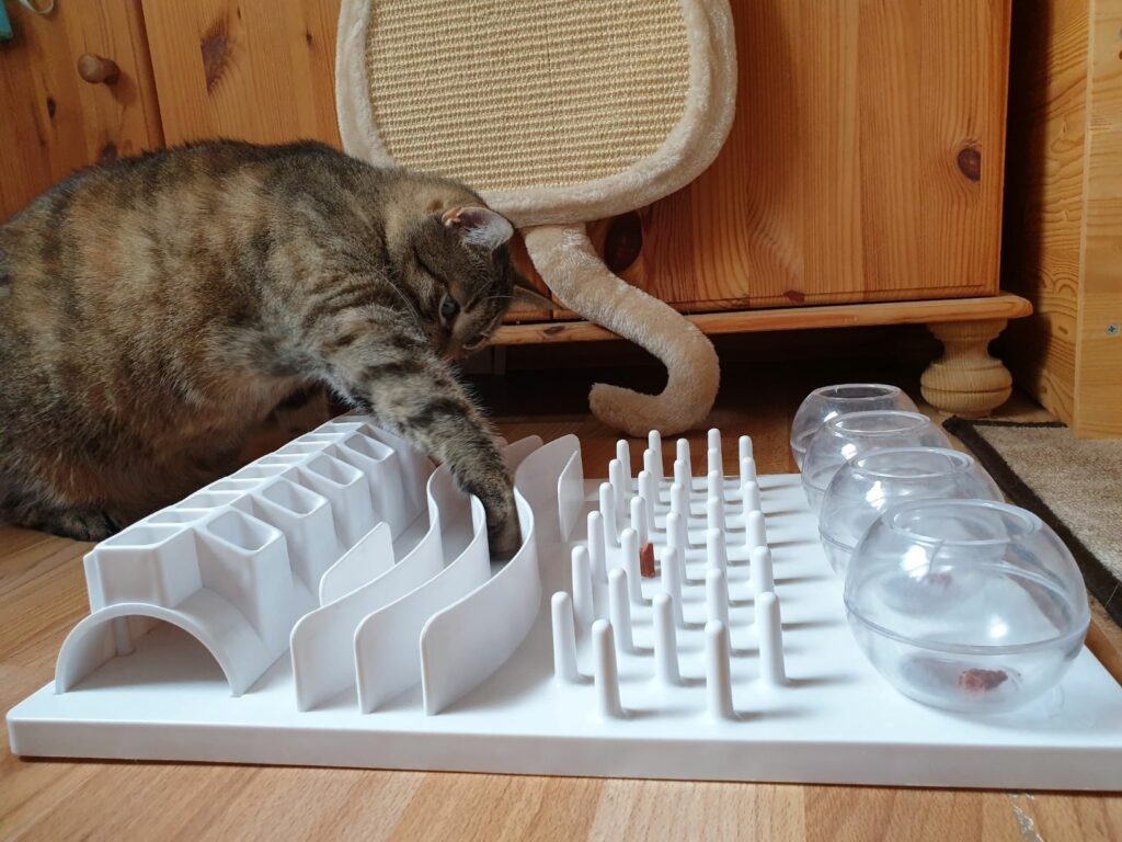 deporte para gatos