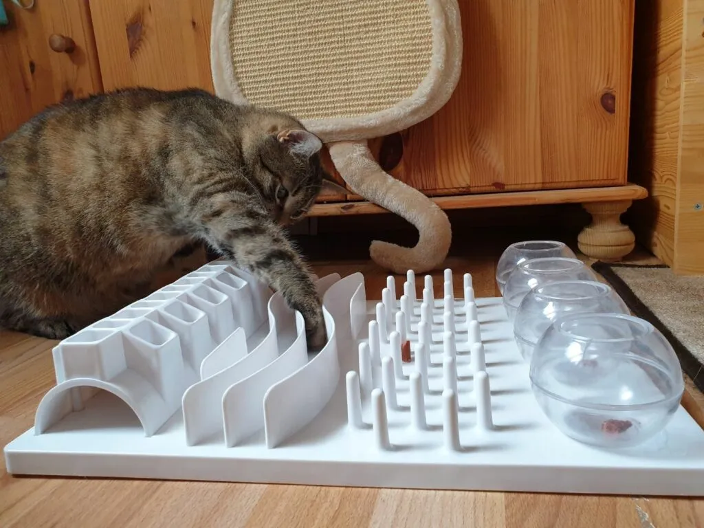 deporte para gatos