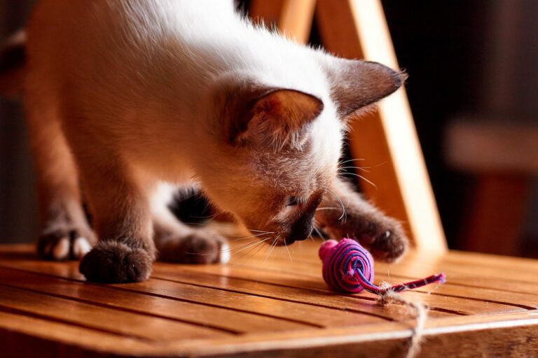 deporte para gatos