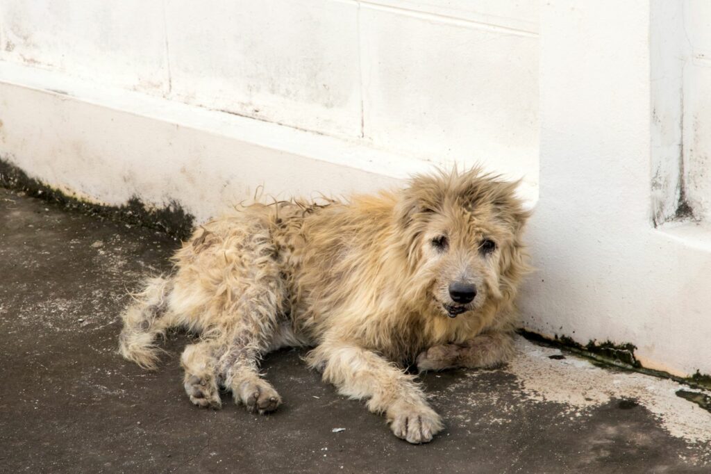 perro perdido