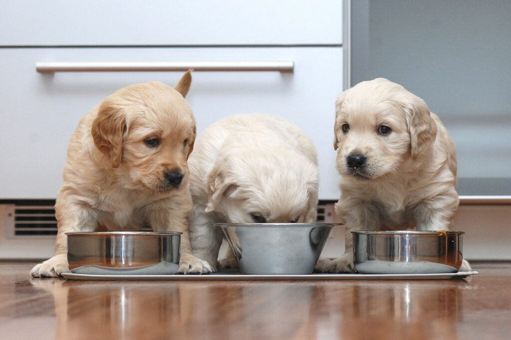 qué cantidad de comida debe comer un perro