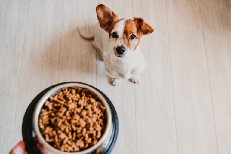 qué cantidad de comida debe comer un perro