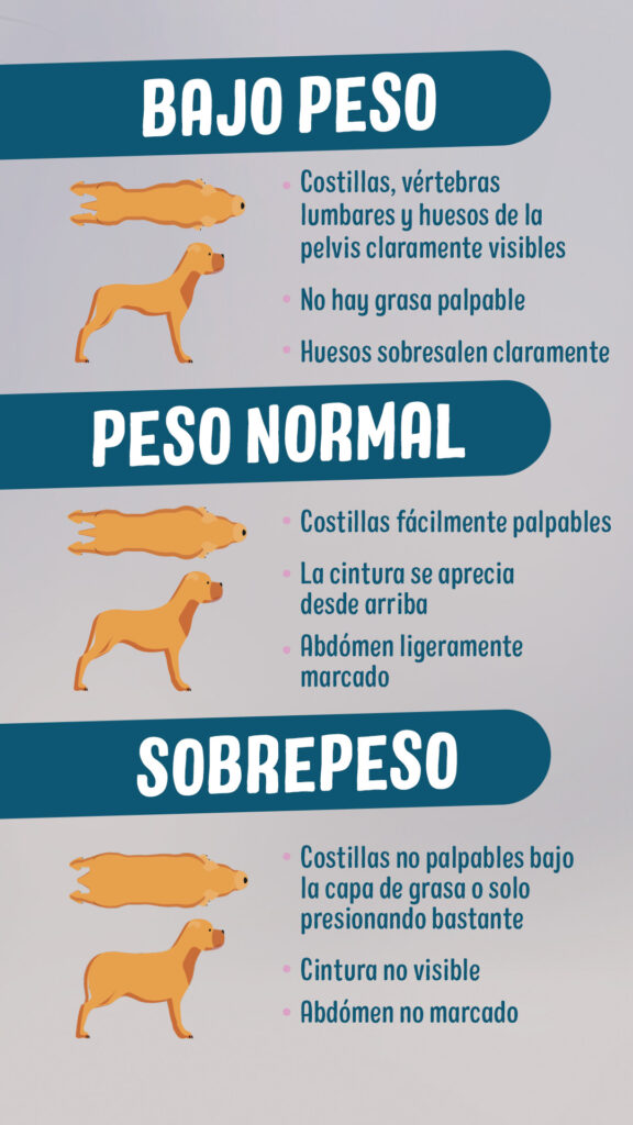 Sobrepeso en perros Sobrepeso en perros