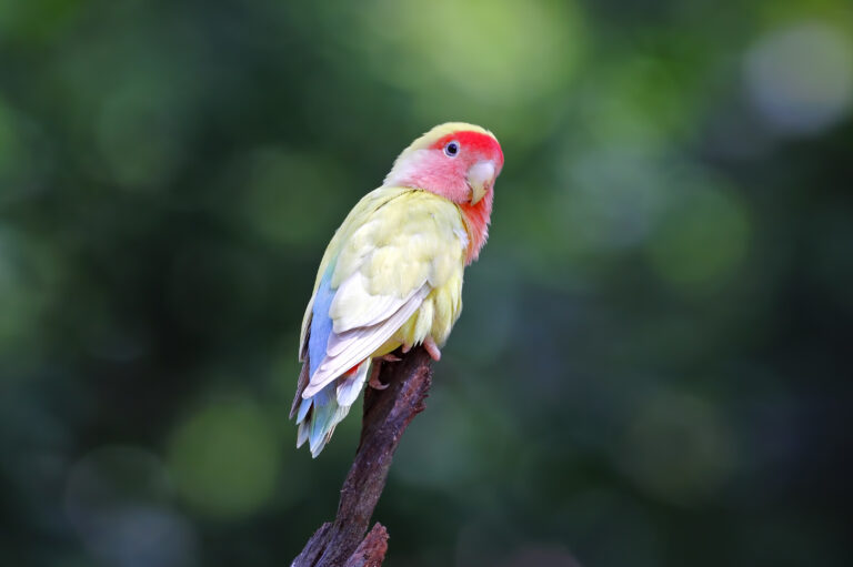 Agapornis roseicollis