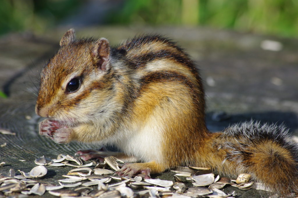 Ardilla coreana