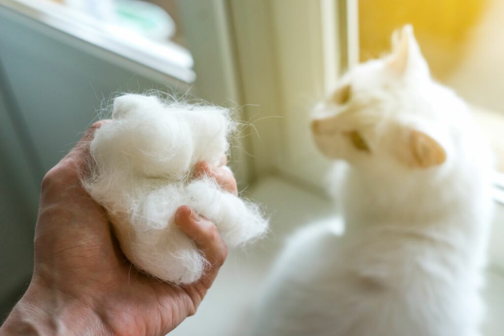 Bolas de pelo en gatos