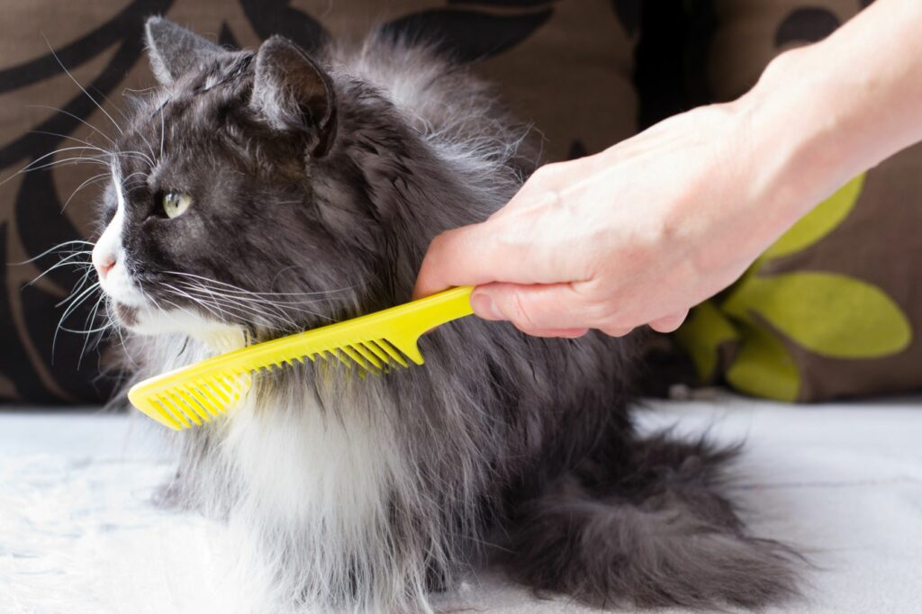 Cómo cuidar el pelaje de un gato