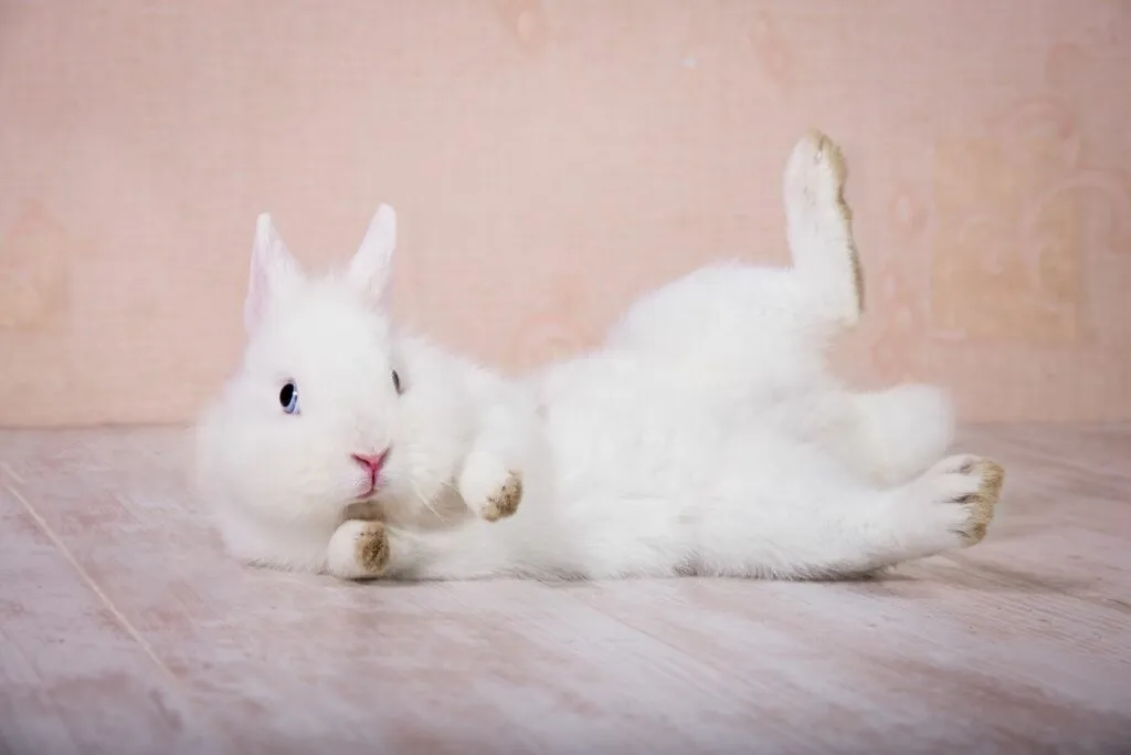 Cómo saber si un conejo es macho o hembra