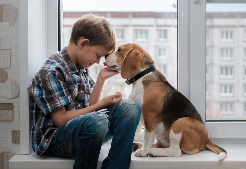 Cómo saber si tu perro te quiere