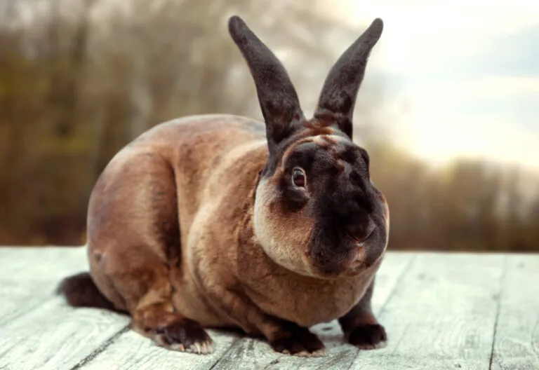Conejo rex