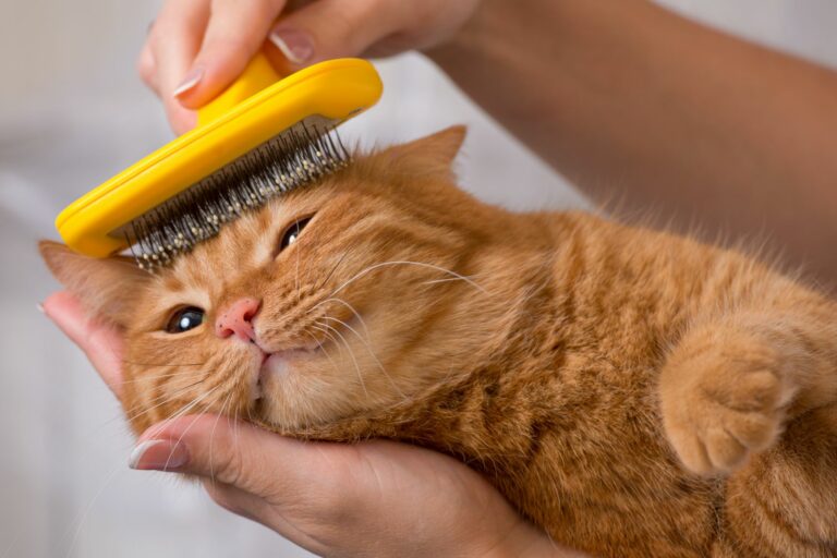 Cómo cuidar el pelaje de un gato