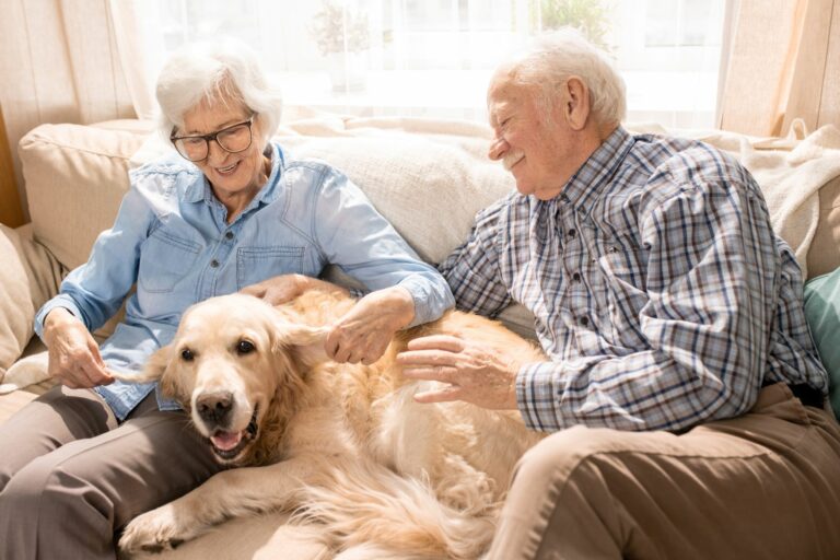 márketing ceja estrategia Demencia senil en perros | Salud del perro y cuidados | zooplus Magazine
