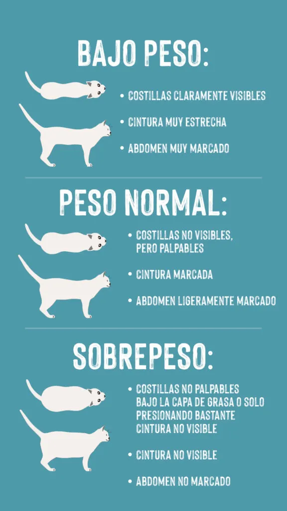 Sobrepeso en gatos