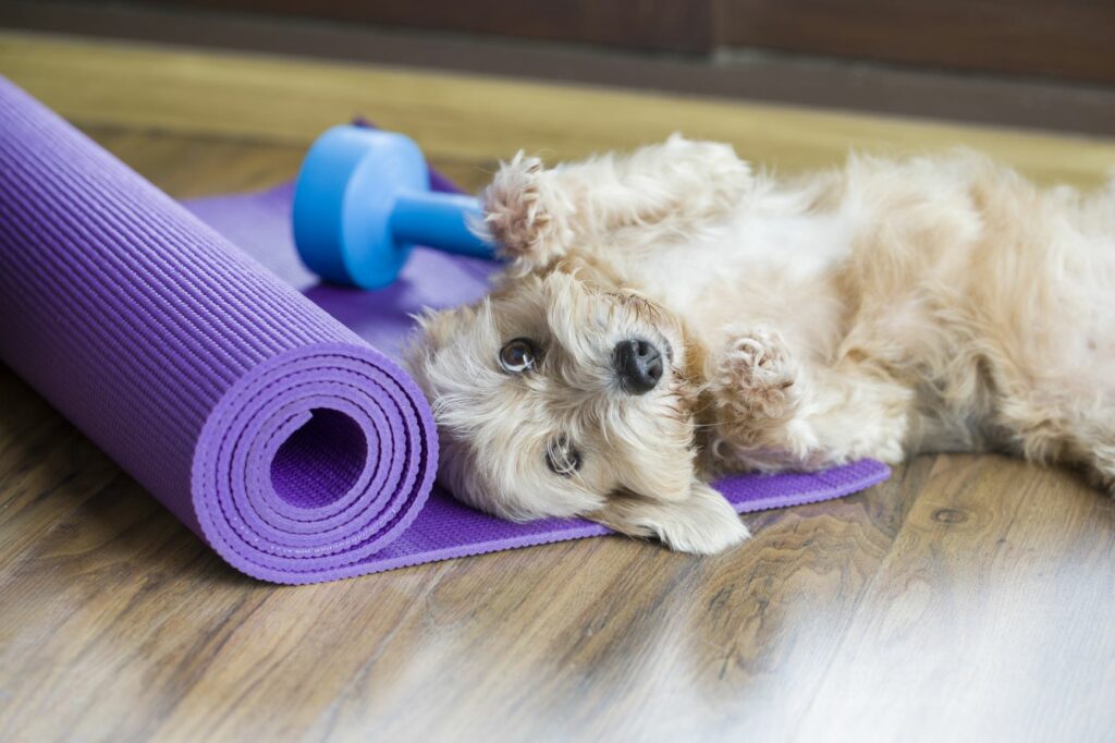 ejercicio para perros