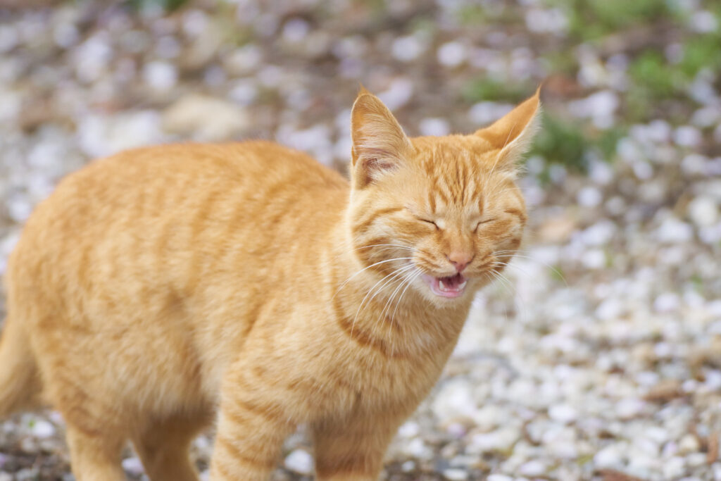 Fácil de comprender Brújula corazón perdido Estornudos en gatos: ¿por qué aparecen y qué se puede hacer? | zooplus  Magazine