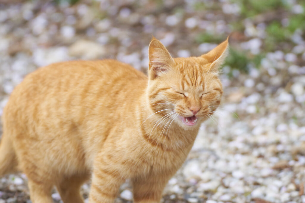 estornudos en gatos