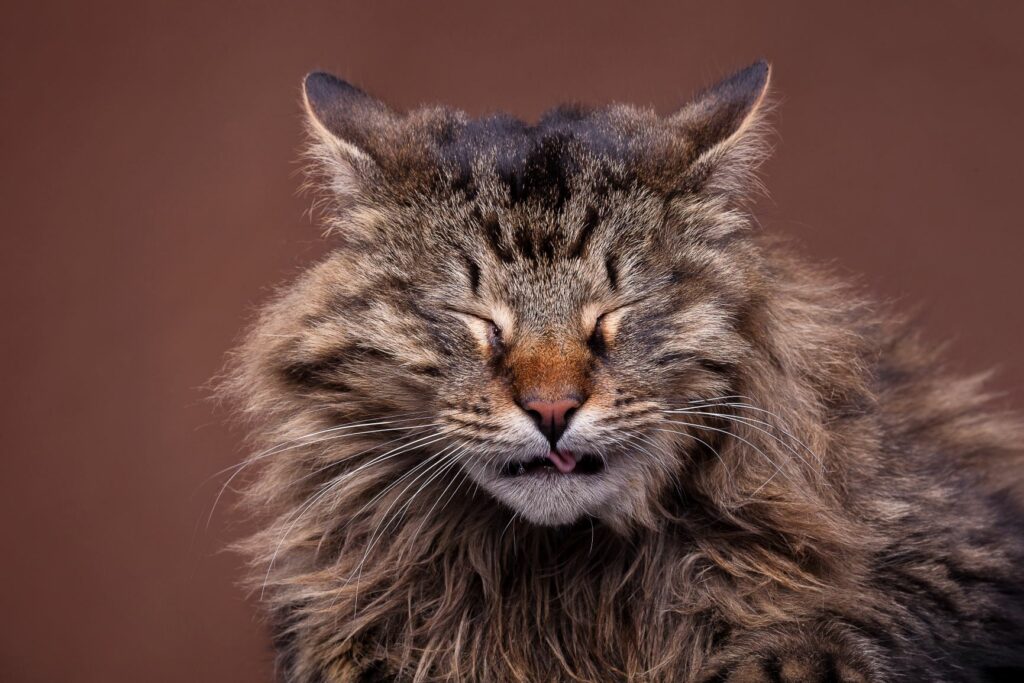 Ídolo entidad ligeramente Estornudos en gatos: ¿por qué aparecen y qué se puede hacer? | zooplus  Magazine