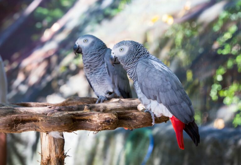 loro yaco loro yaco