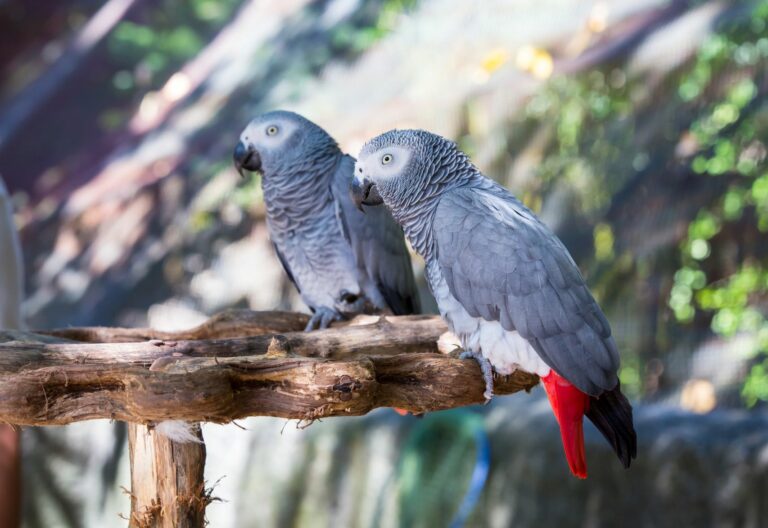 Barrio bajo mostrador para jugar Loro yaco (Psittacus erithacus) | Razas de pájaros | zooplus