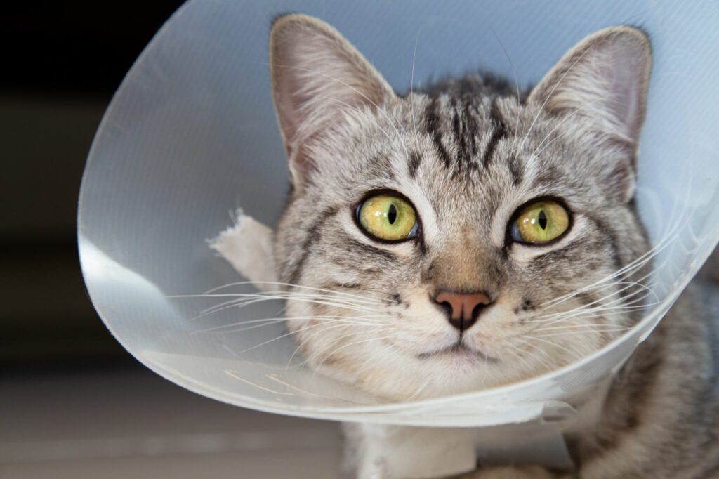 Katzenversicherung gegen Operationen