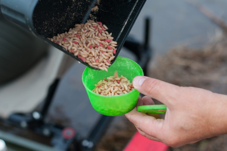 Alimento vivo para peces