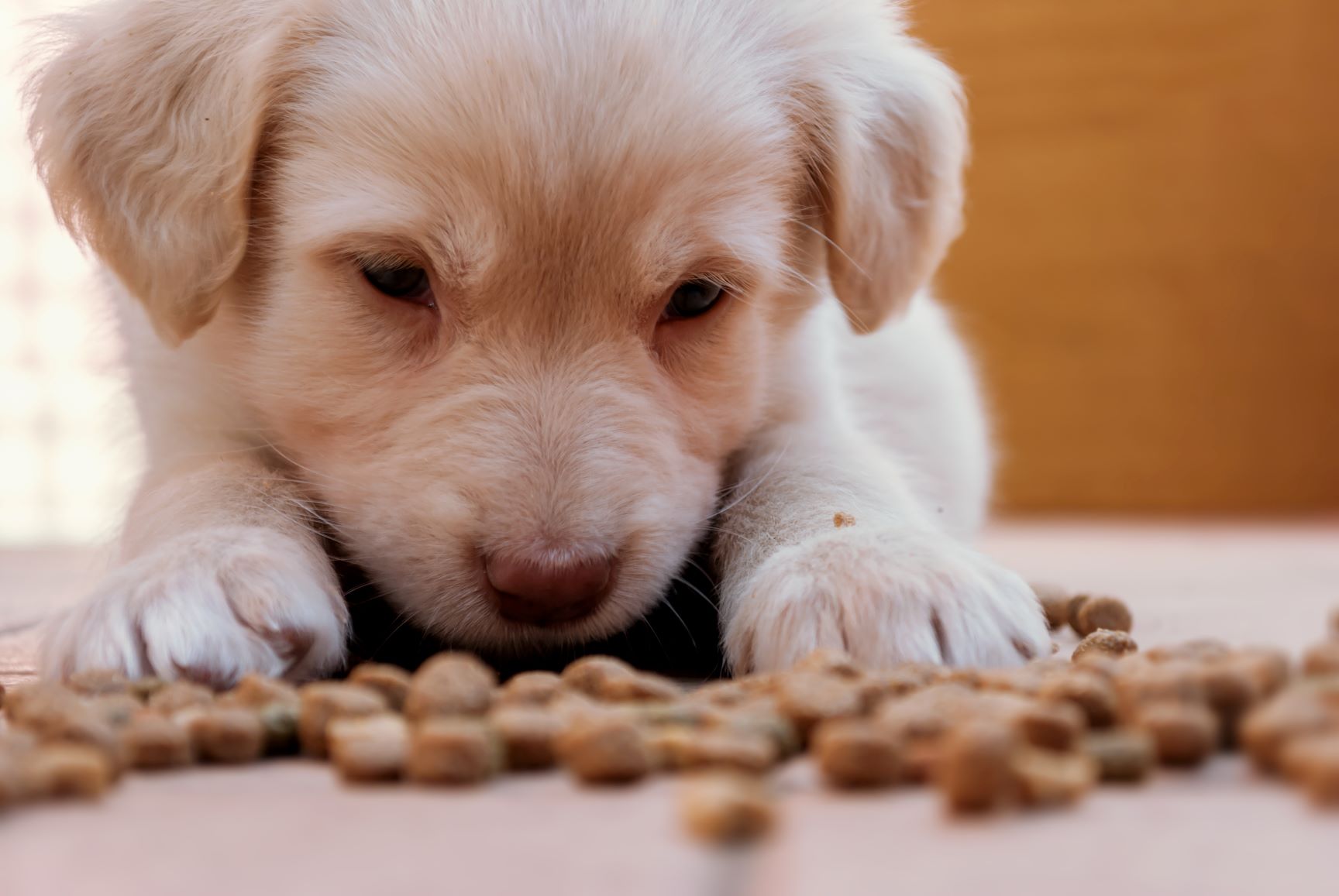 Cantidad de comida para cachorros