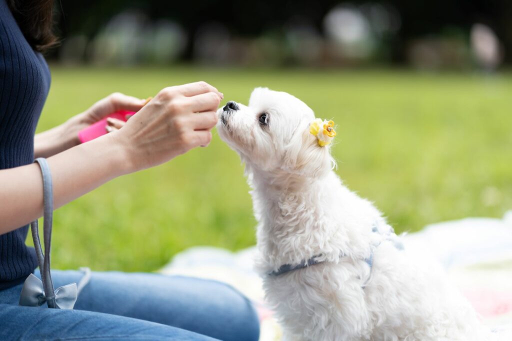 Cantidad de comida para cachorros