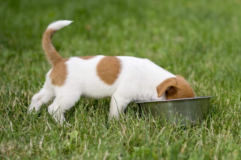 Cantidad de comida para cachorros