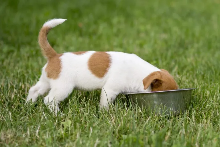Cantidad de comida para cachorros