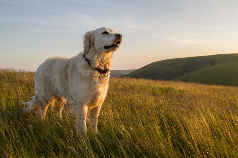 Coccidiosis en perros