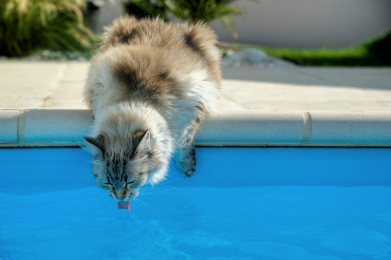 Deshidratación en gatos