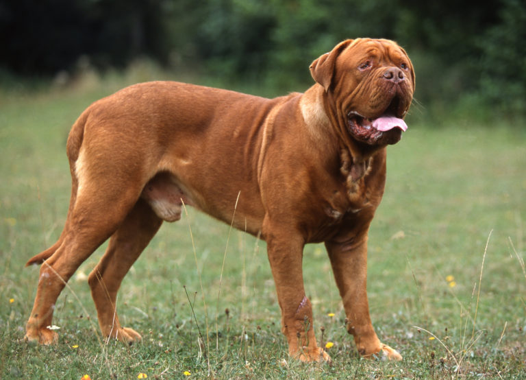 Cual Es El Mejor Alimento Masticable Natural Dogo De Burdeos Cual Es El Mejor Alimento Masticable Natural Dogo De Burdeos