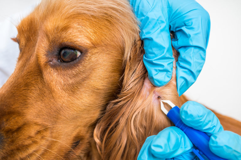 Enfermedad de Lyme en perros