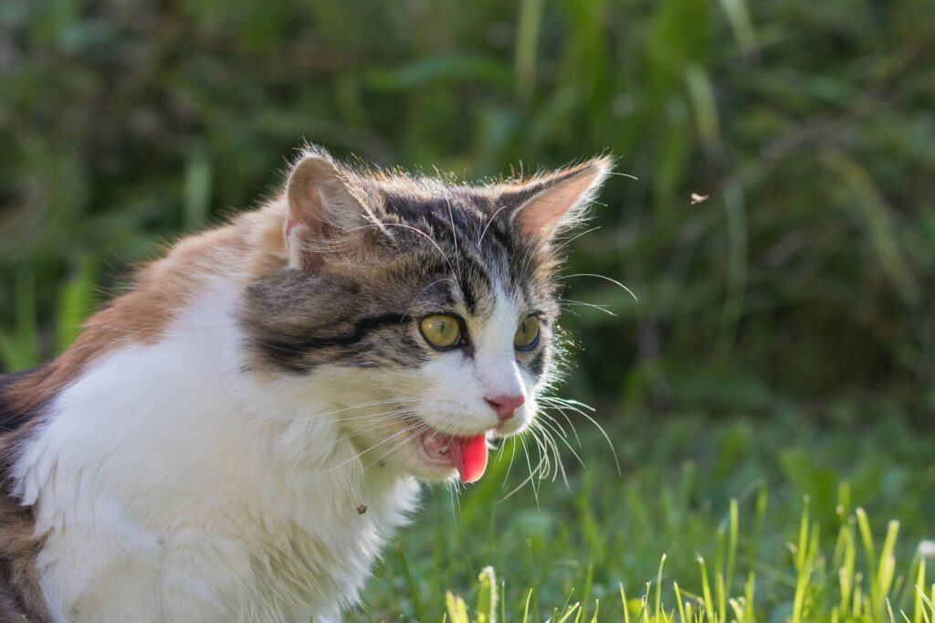 Golpe de calor en gatos: cómo detectarlo y tratarlo