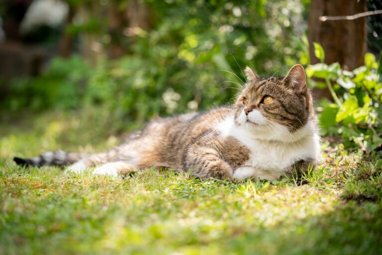 Golpe de calor en gatos