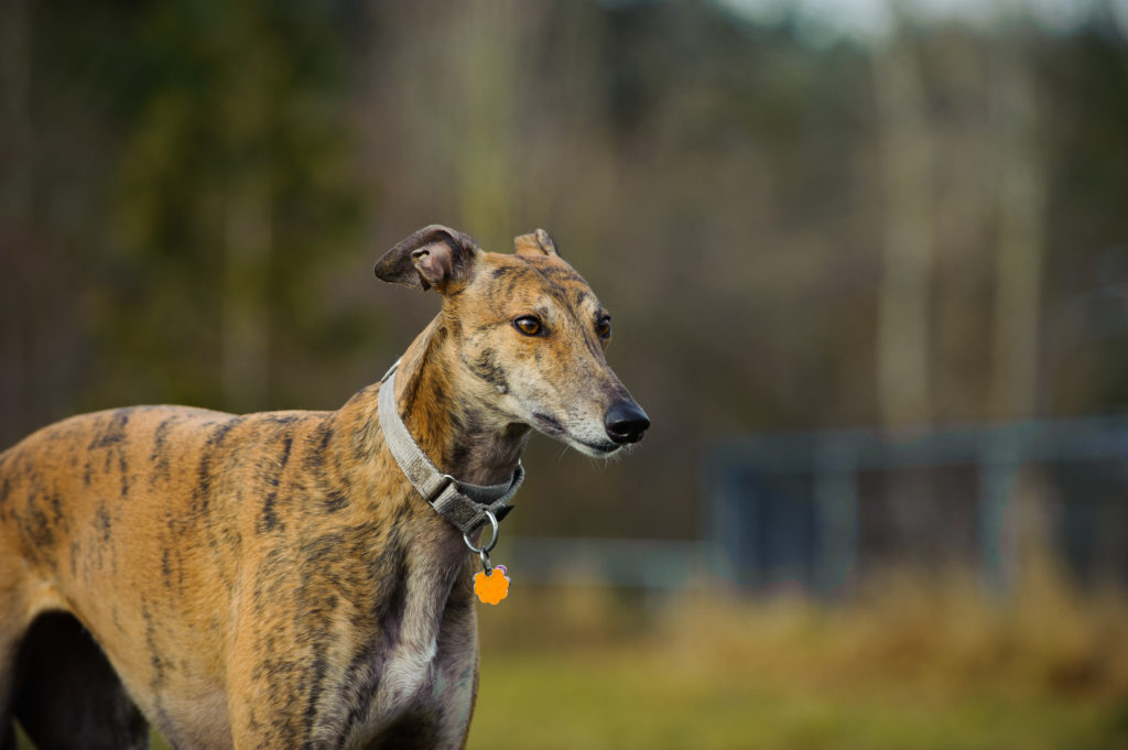 Greyhound standing in fenced in field Greyhound